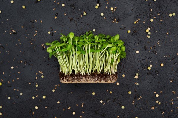 The Rise of Microgreens: A Nutritional Powerhouse